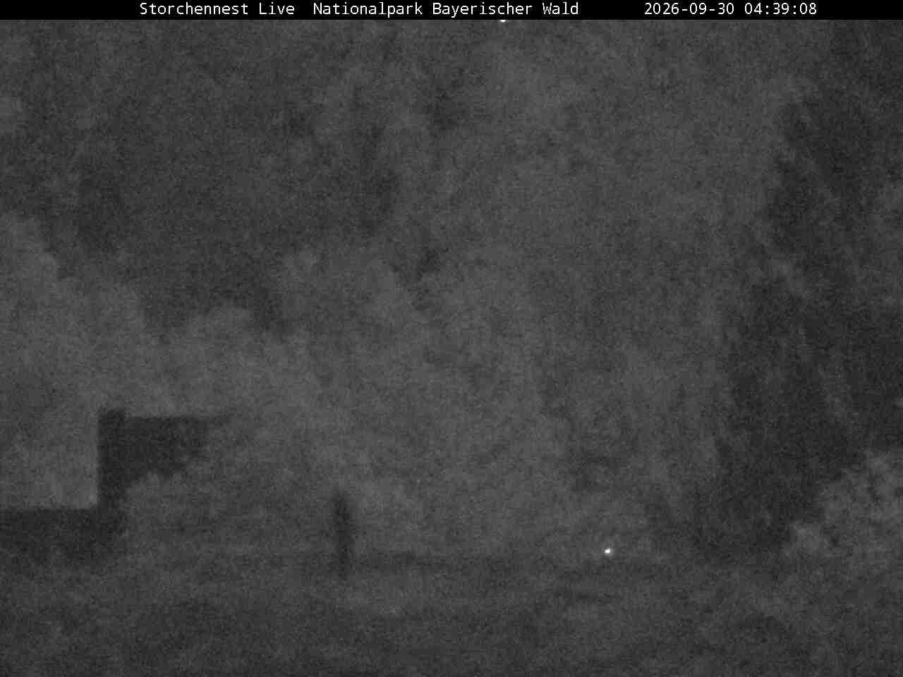 Archived image Webcam Bavarian Forest National Park - Stork Nest