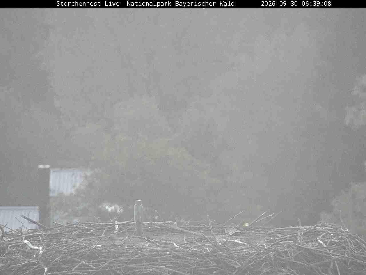 Archived image Webcam Bavarian Forest National Park - Stork Nest