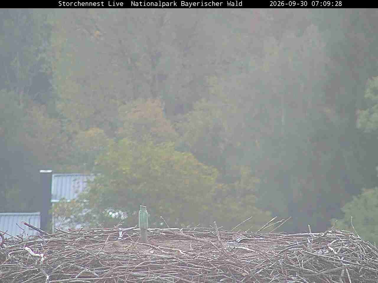 Archived image Webcam Bavarian Forest National Park - Stork Nest