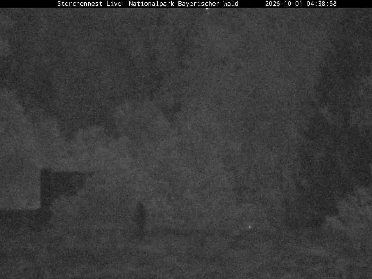 Archiv Foto Webcam Nationalpark Bayerischer Wald - Storchennest - Grafenau
