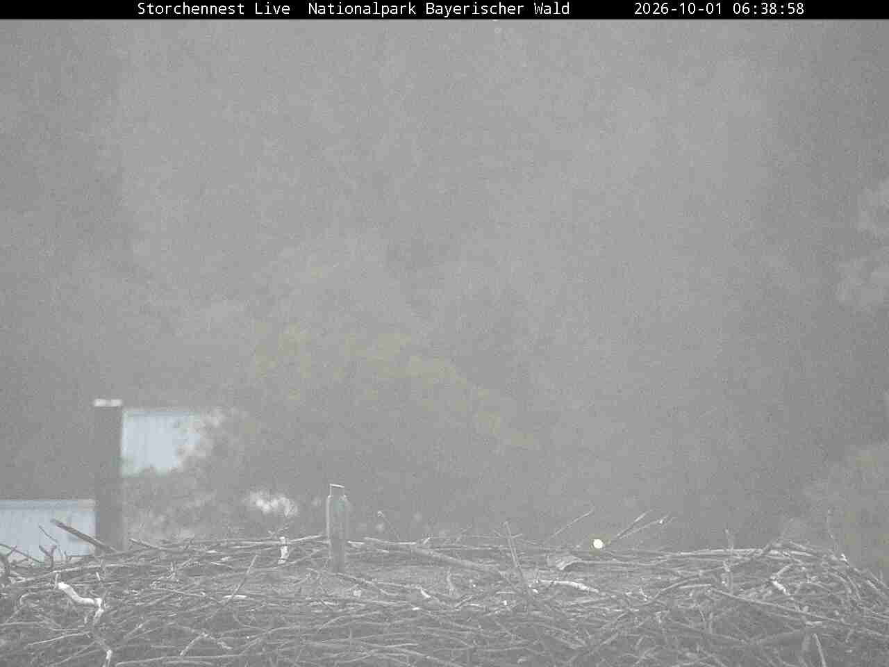 Archiv Foto Webcam Nationalpark Bayerischer Wald - Storchennest - Grafenau