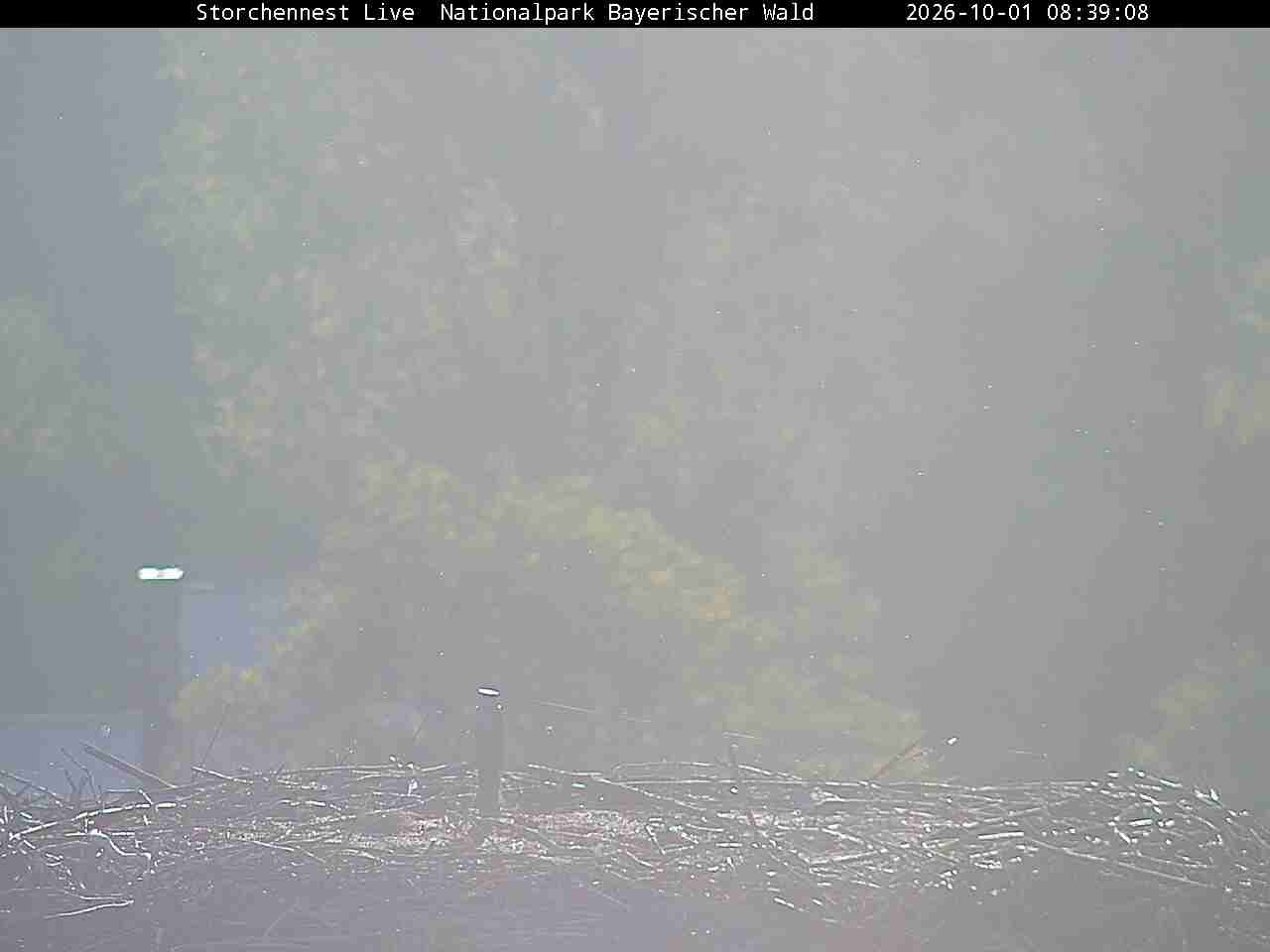 Archiv Foto Webcam Nationalpark Bayerischer Wald - Storchennest - Grafenau