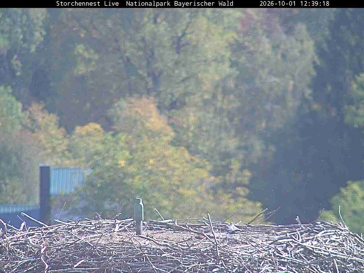 Archiv Foto Webcam Nationalpark Bayerischer Wald - Storchennest - Grafenau
