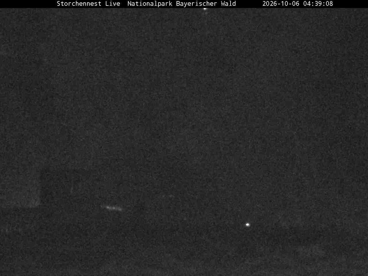 Archived image Webcam Bavarian Forest National Park - Stork Nest