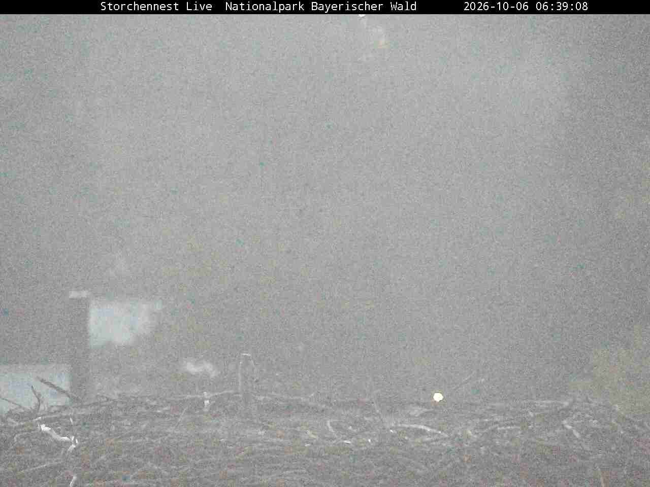 Archived image Webcam Bavarian Forest National Park - Stork Nest