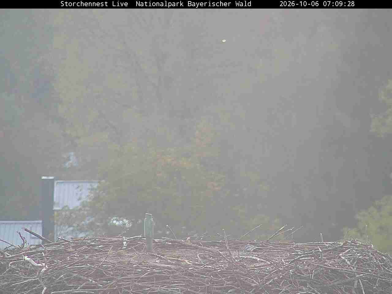 Archived image Webcam Bavarian Forest National Park - Stork Nest