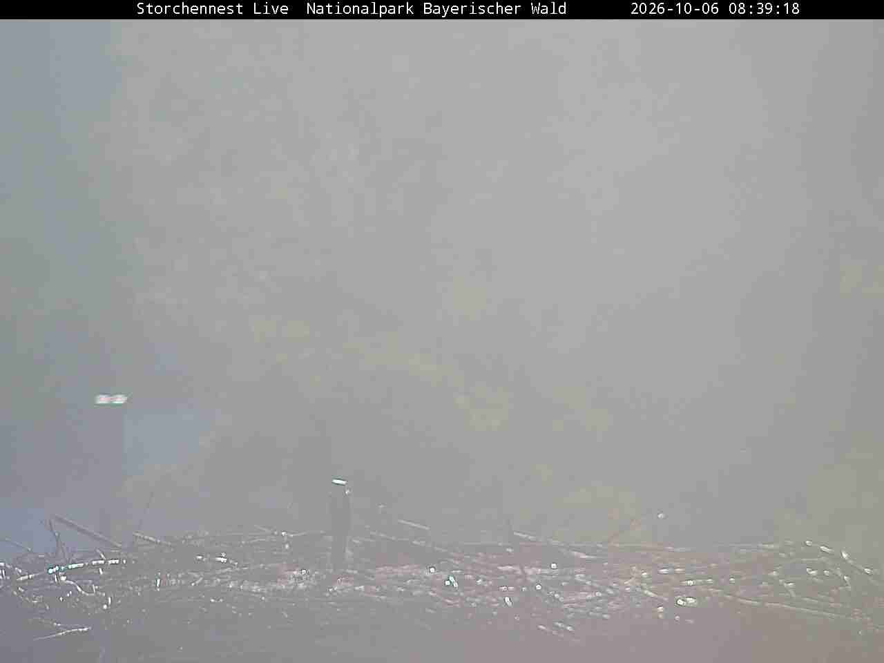 Archived image Webcam Bavarian Forest National Park - Stork Nest