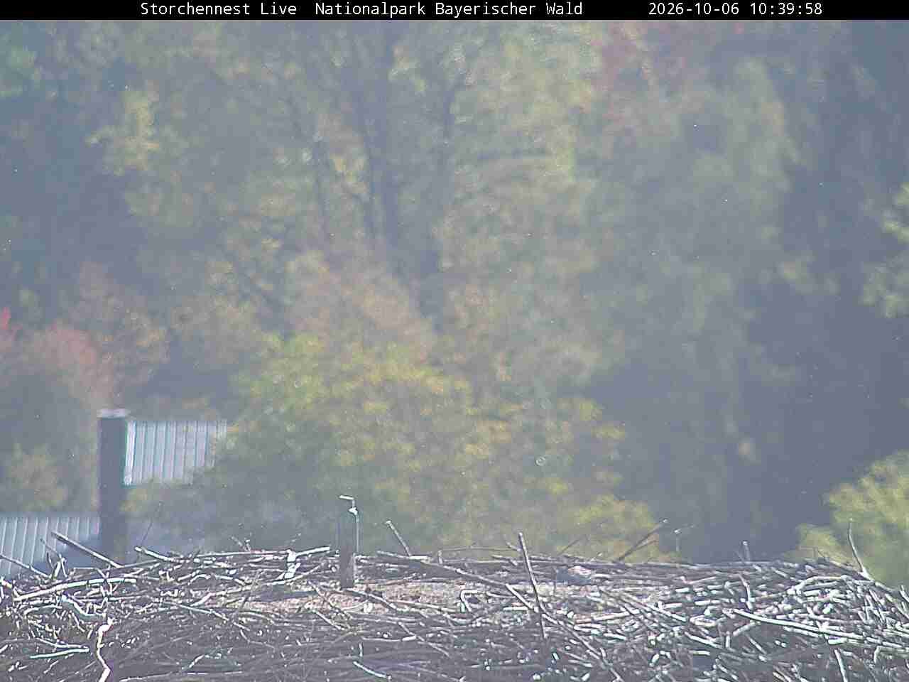 Archived image Webcam Bavarian Forest National Park - Stork Nest