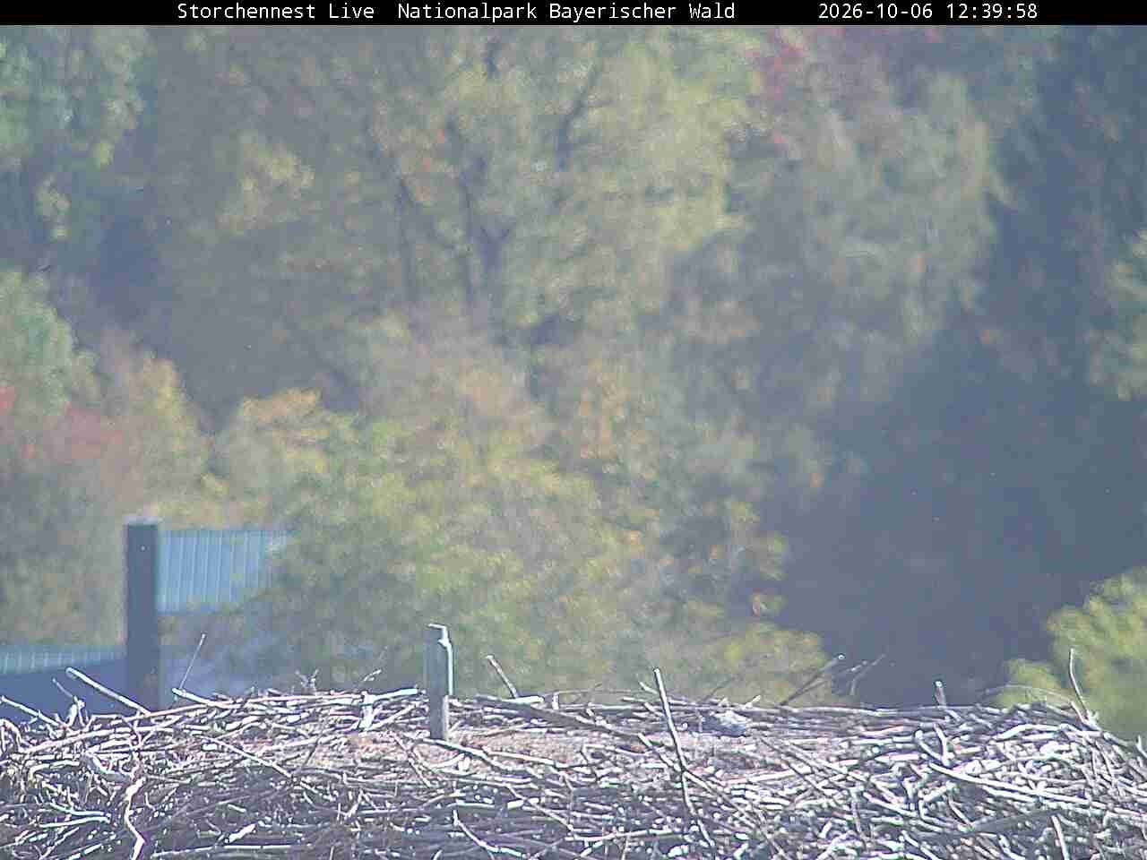 Archived image Webcam Bavarian Forest National Park - Stork Nest