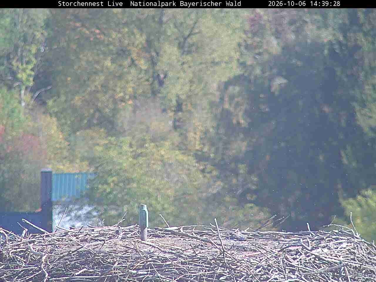 Archived image Webcam Bavarian Forest National Park - Stork Nest
