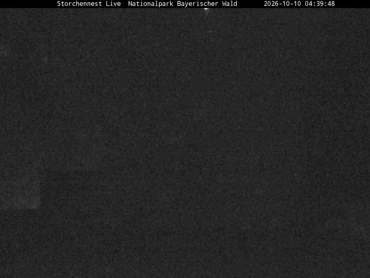 Archived image Webcam Bavarian Forest National Park - Stork Nest