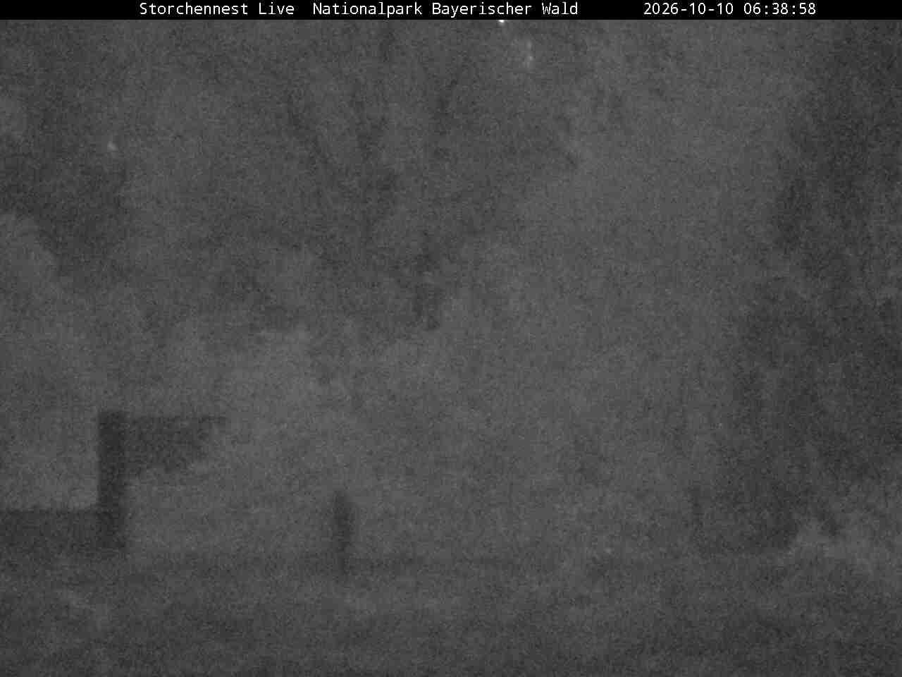 Archived image Webcam Bavarian Forest National Park - Stork Nest
