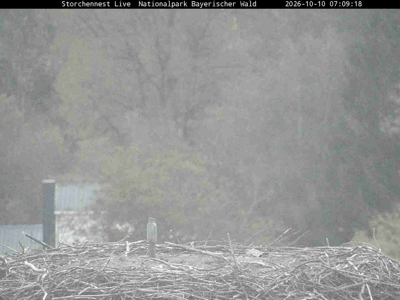 Archived image Webcam Bavarian Forest National Park - Stork Nest