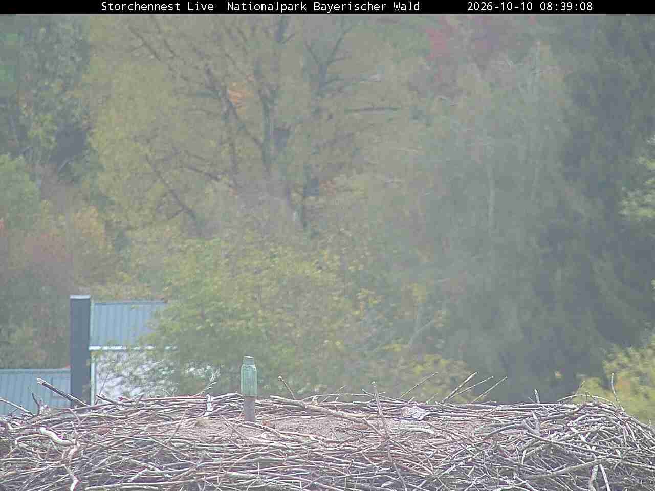 Archived image Webcam Bavarian Forest National Park - Stork Nest