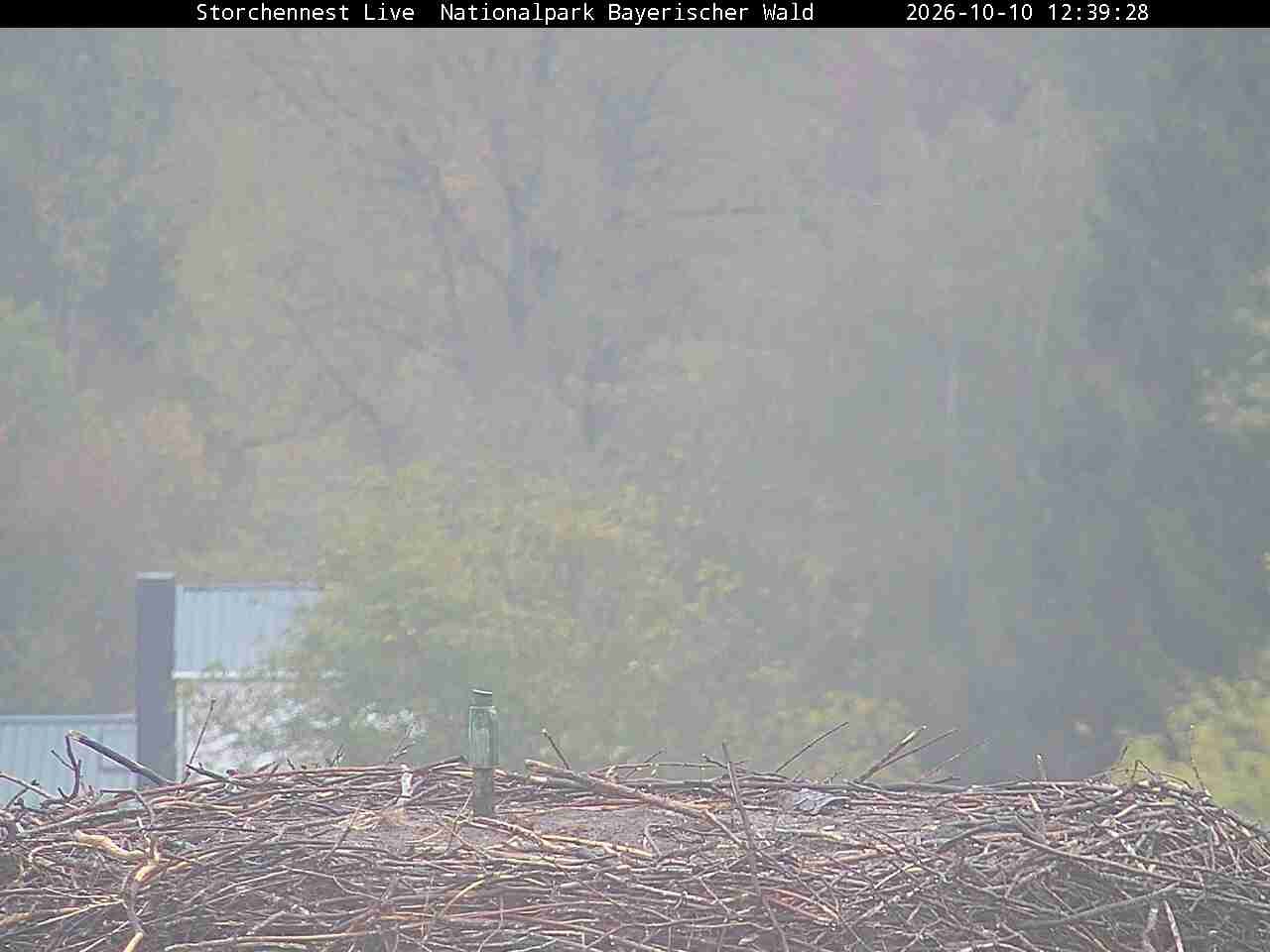 Archived image Webcam Bavarian Forest National Park - Stork Nest