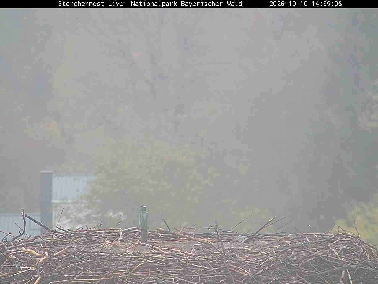Archived image Webcam Bavarian Forest National Park - Stork Nest