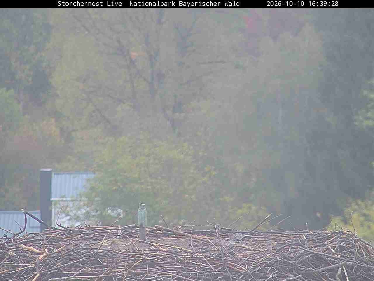 Archived image Webcam Bavarian Forest National Park - Stork Nest