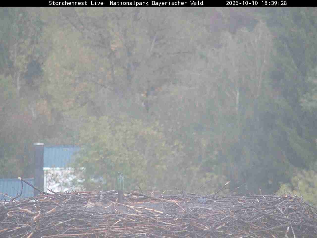 Archived image Webcam Bavarian Forest National Park - Stork Nest