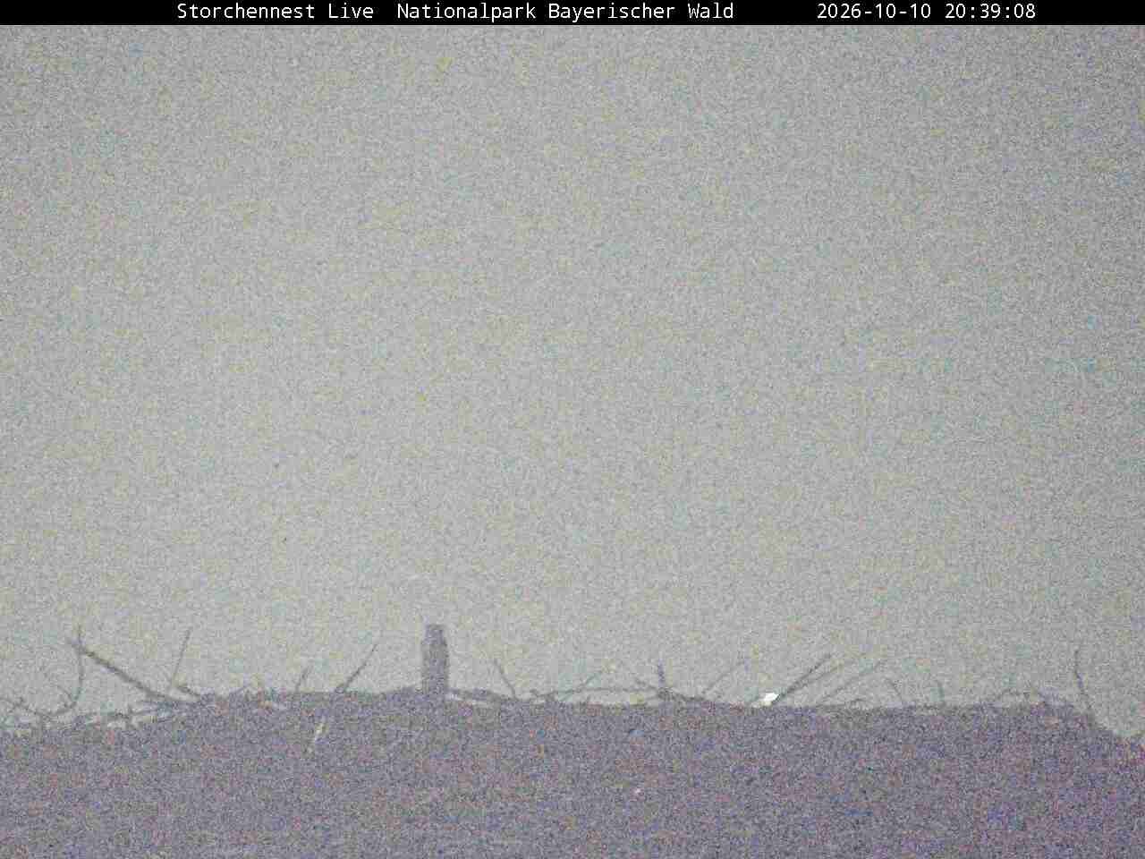 Archived image Webcam Bavarian Forest National Park - Stork Nest
