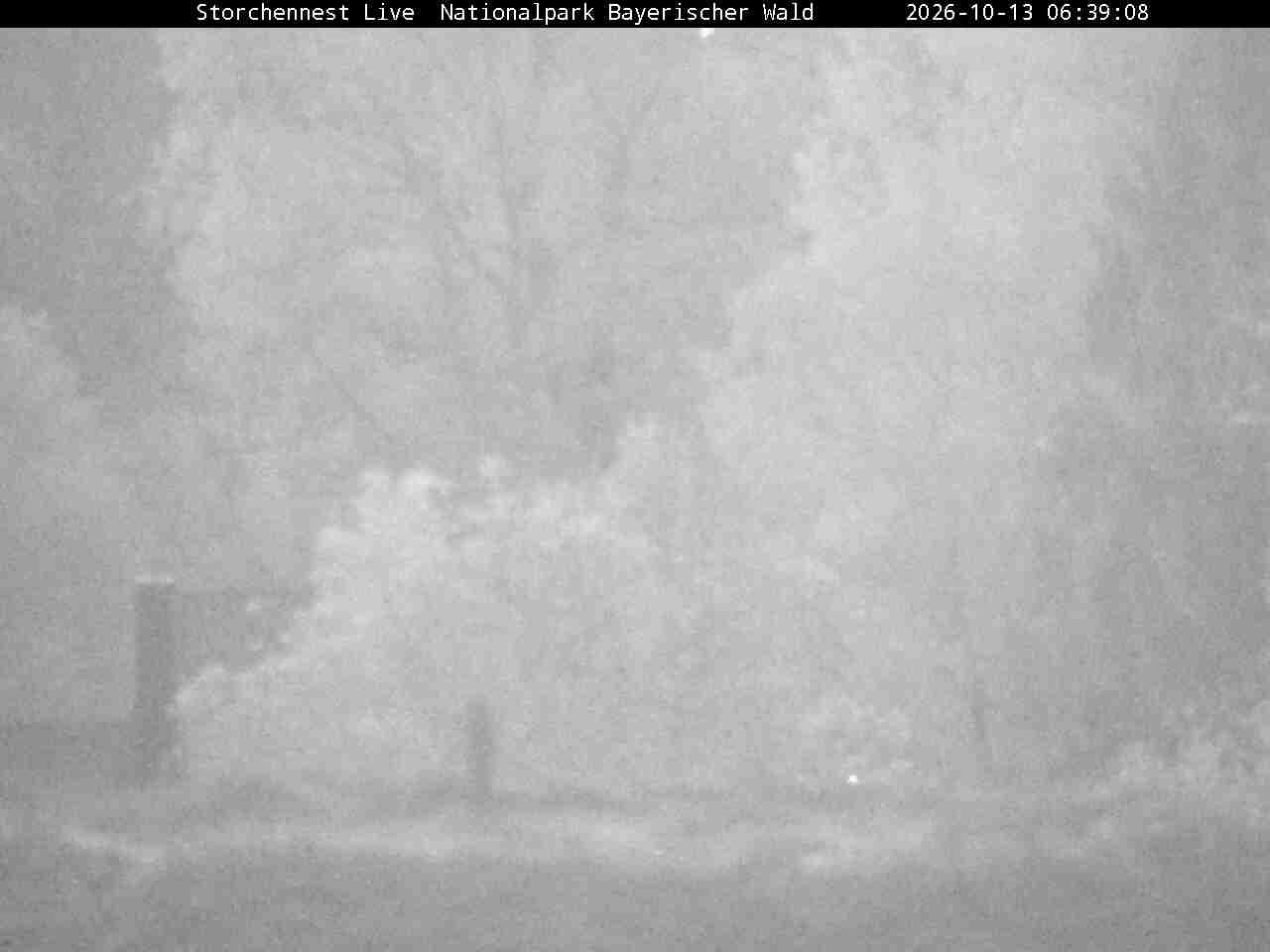 Archiv Foto Webcam Nationalpark Bayerischer Wald - Storchennest - Grafenau