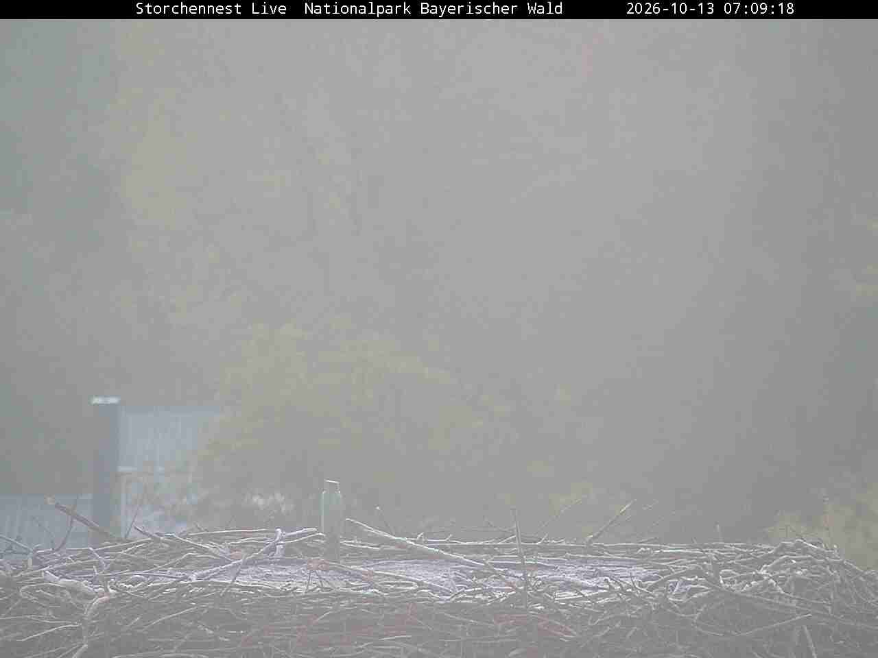Archiv Foto Webcam Nationalpark Bayerischer Wald - Storchennest - Grafenau