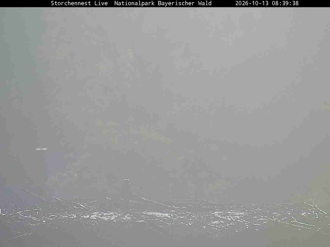 Archiv Foto Webcam Nationalpark Bayerischer Wald - Storchennest - Grafenau