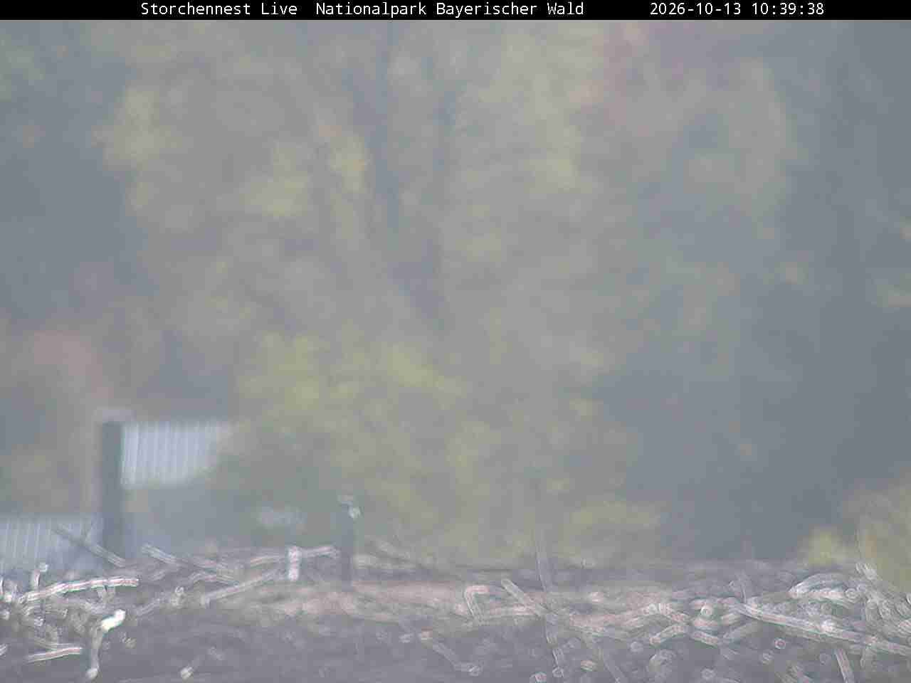Archiv Foto Webcam Nationalpark Bayerischer Wald - Storchennest - Grafenau
