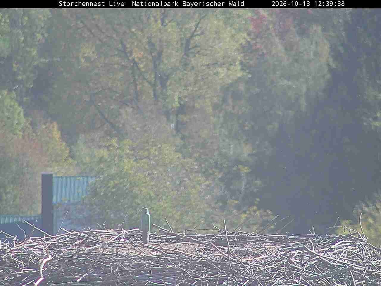 Archiv Foto Webcam Nationalpark Bayerischer Wald - Storchennest - Grafenau