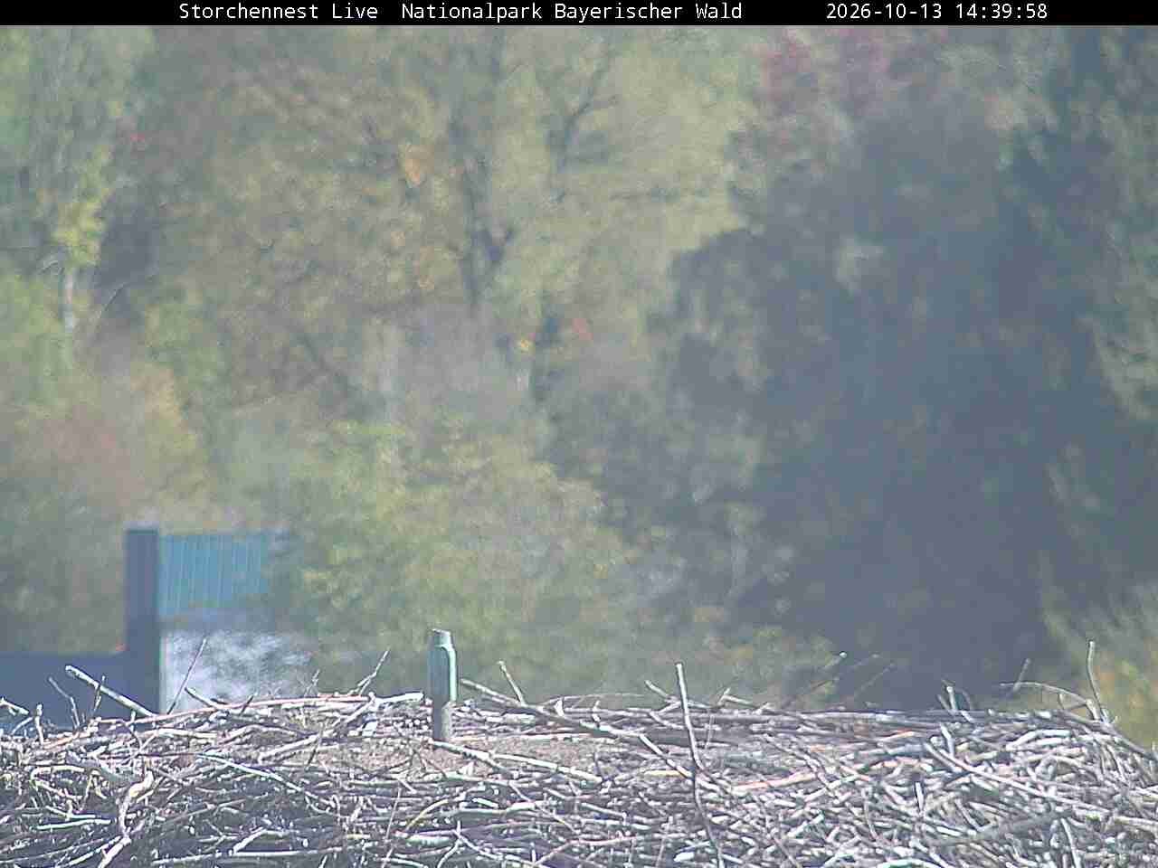Archiv Foto Webcam Nationalpark Bayerischer Wald - Storchennest - Grafenau