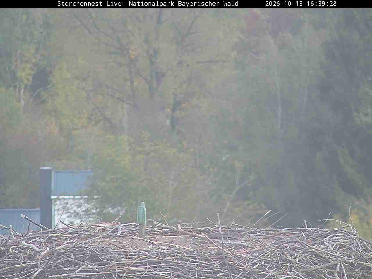 Archiv Foto Webcam Nationalpark Bayerischer Wald - Storchennest - Grafenau
