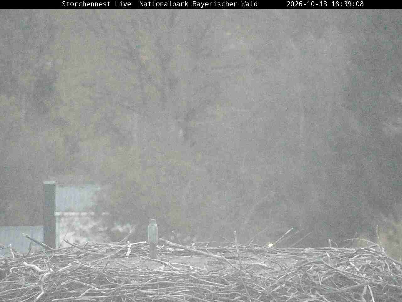 Archiv Foto Webcam Nationalpark Bayerischer Wald - Storchennest - Grafenau