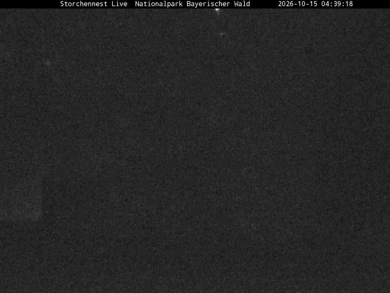 Archiv Foto Webcam Nationalpark Bayerischer Wald - Storchennest - Grafenau
