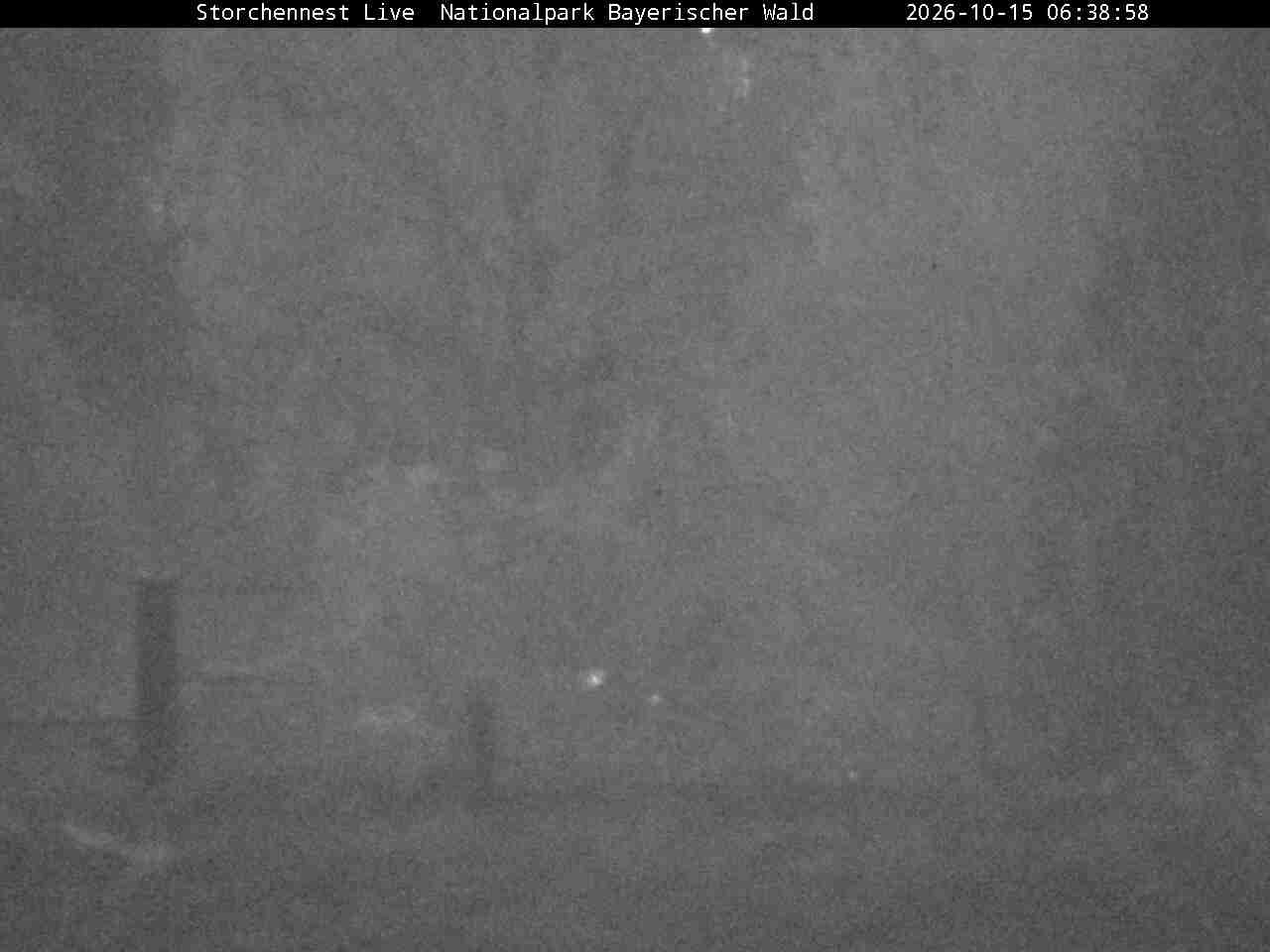 Archiv Foto Webcam Nationalpark Bayerischer Wald - Storchennest - Grafenau