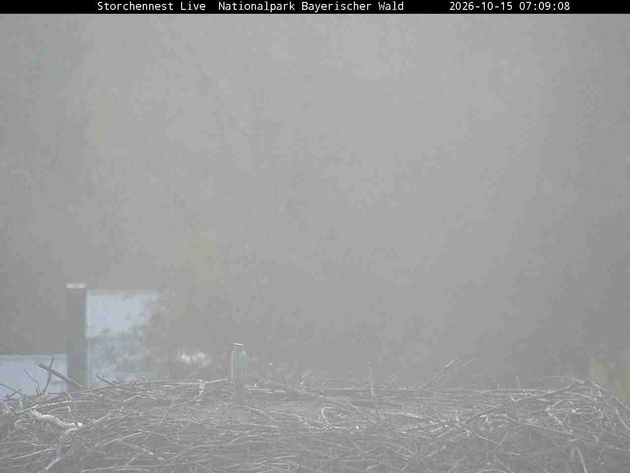 Archiv Foto Webcam Nationalpark Bayerischer Wald - Storchennest - Grafenau