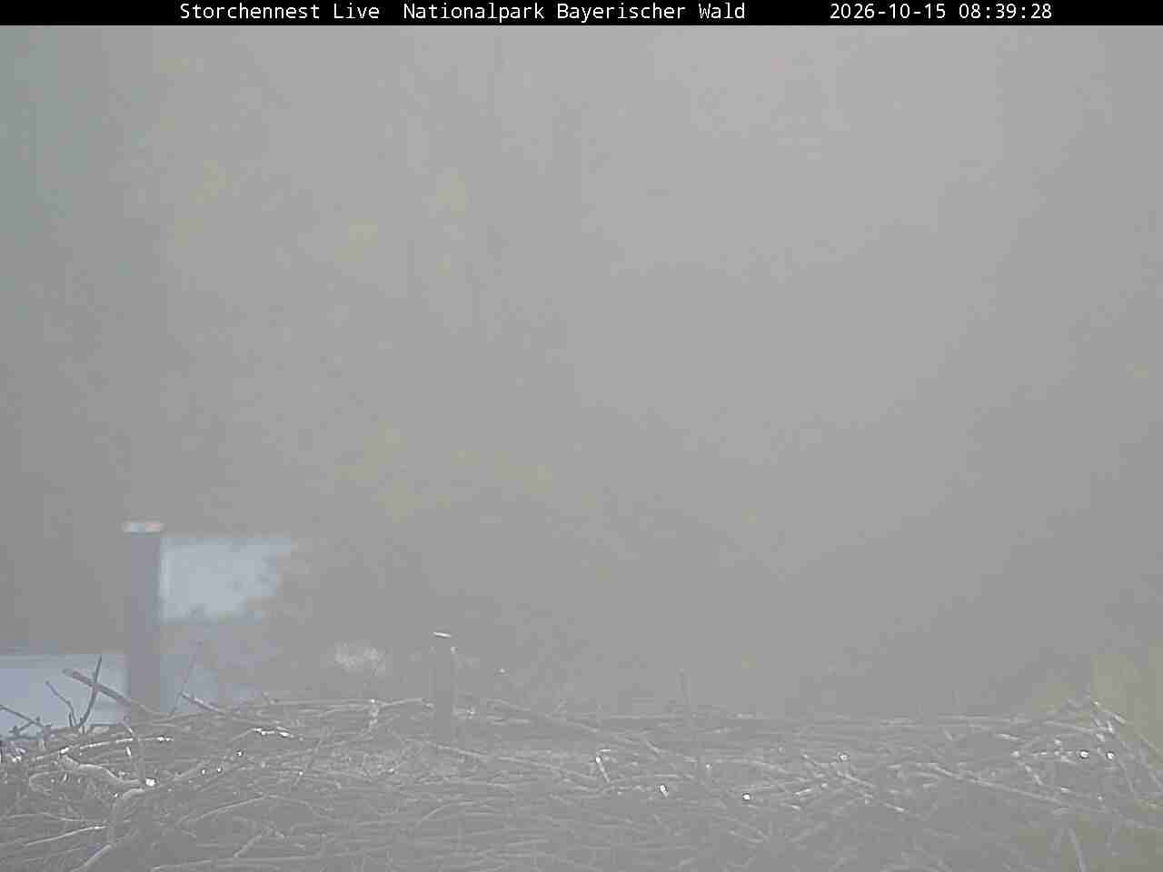 Archiv Foto Webcam Nationalpark Bayerischer Wald - Storchennest - Grafenau