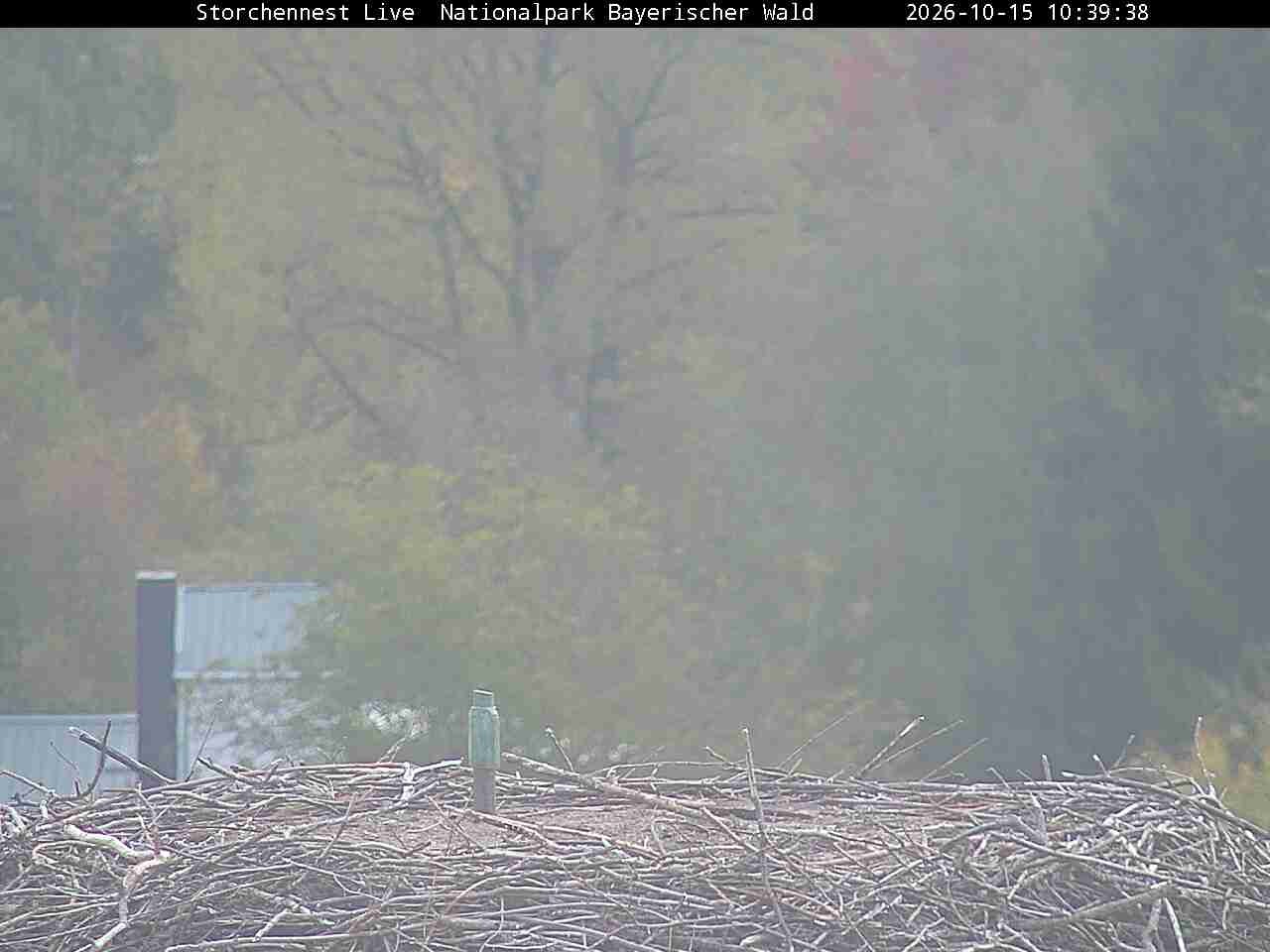 Archiv Foto Webcam Nationalpark Bayerischer Wald - Storchennest - Grafenau
