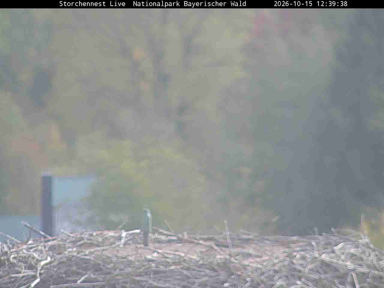Archiv Foto Webcam Nationalpark Bayerischer Wald - Storchennest - Grafenau