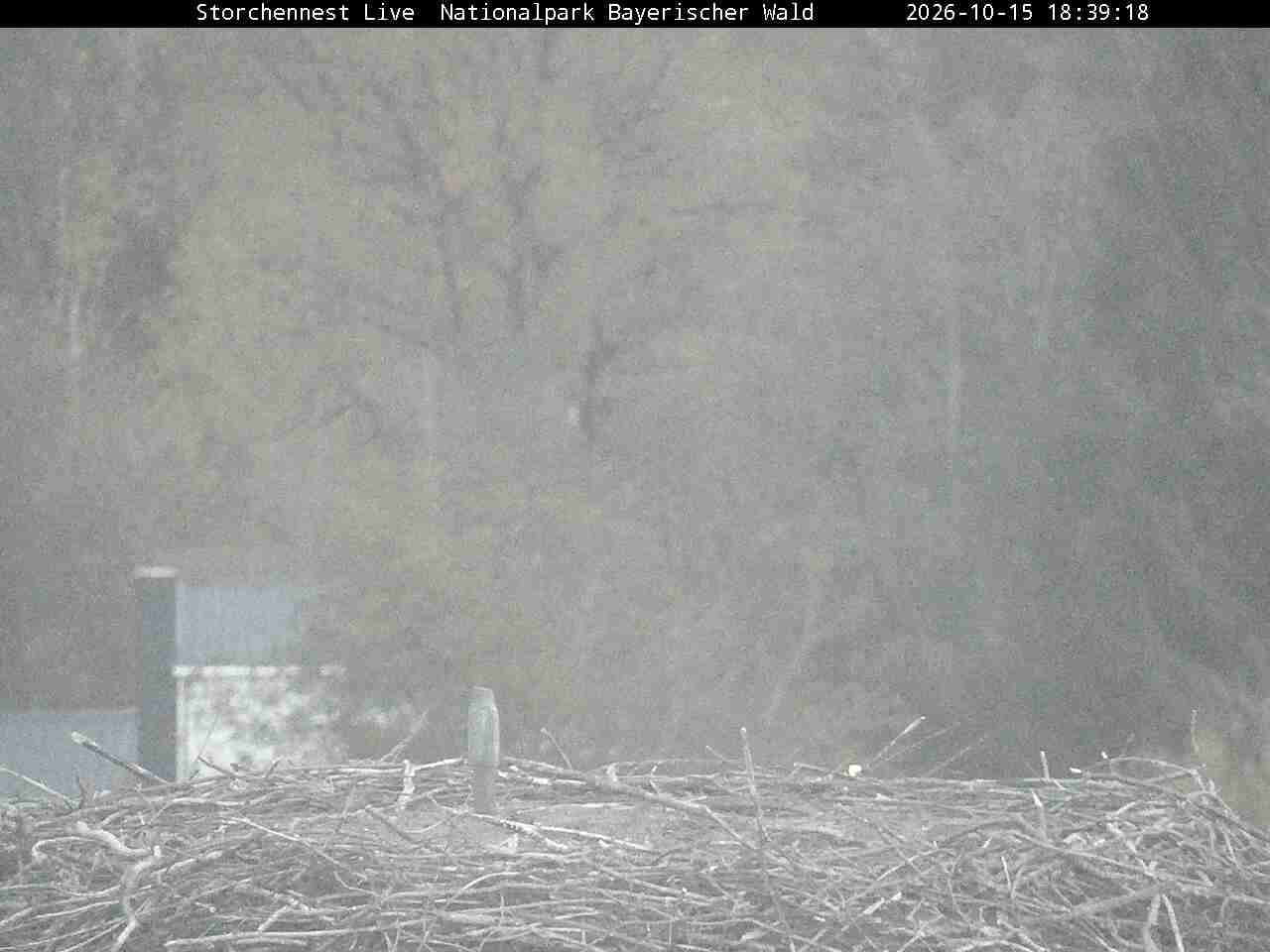 Archiv Foto Webcam Nationalpark Bayerischer Wald - Storchennest - Grafenau