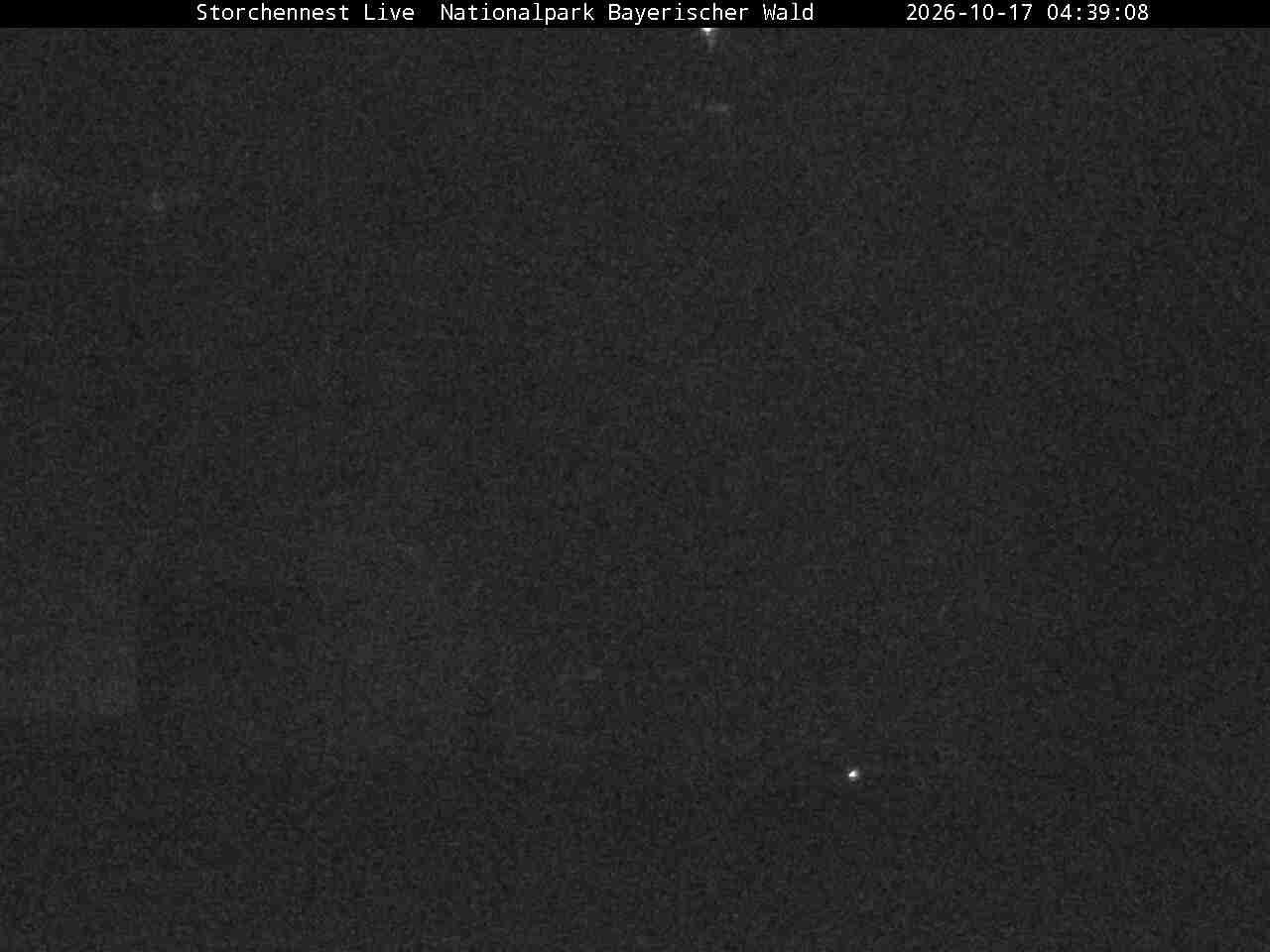 Archiv Foto Webcam Nationalpark Bayerischer Wald - Storchennest - Grafenau