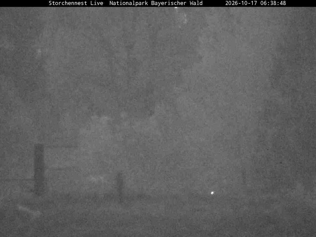 Archiv Foto Webcam Nationalpark Bayerischer Wald - Storchennest - Grafenau