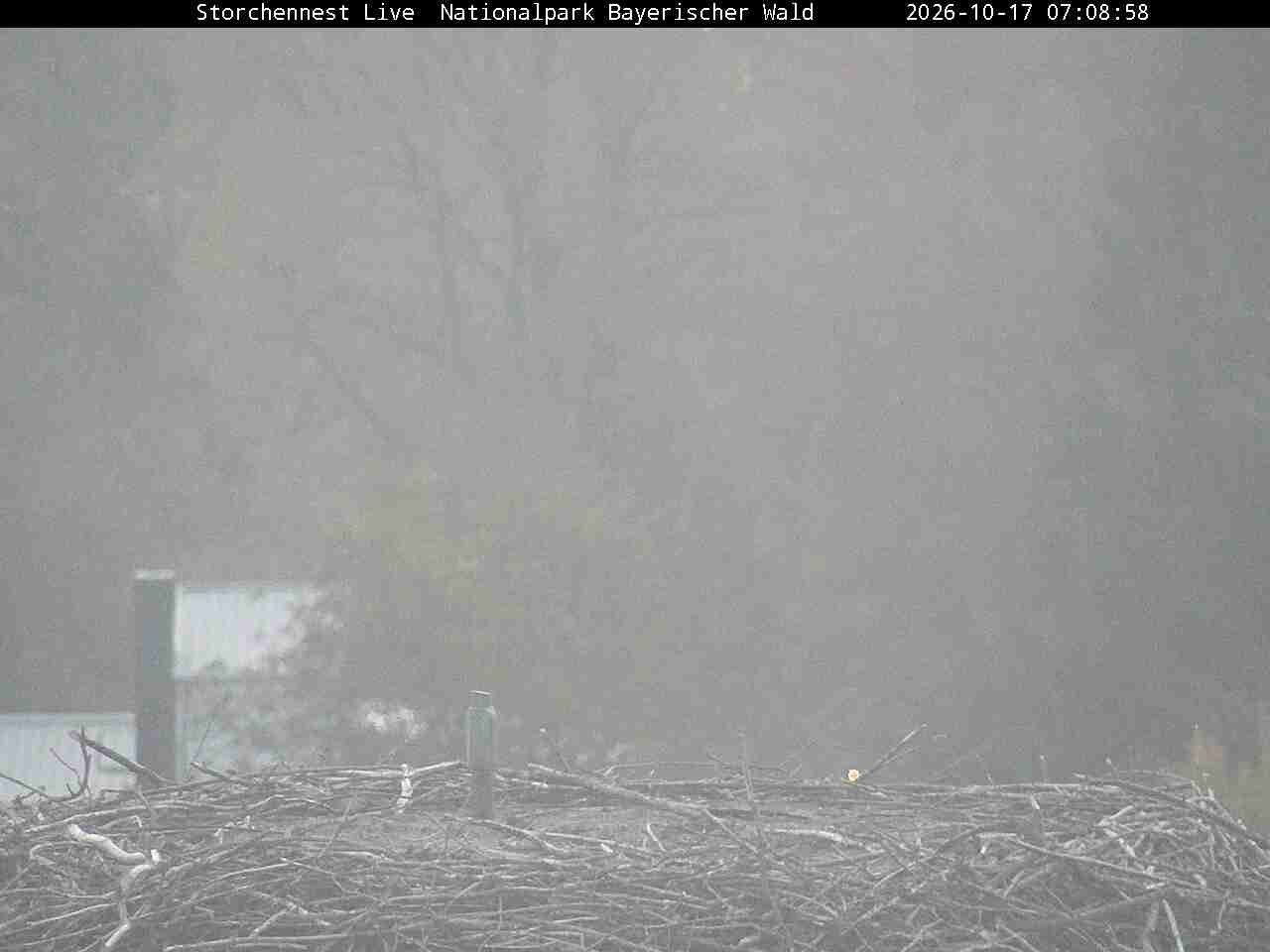 Archiv Foto Webcam Nationalpark Bayerischer Wald - Storchennest - Grafenau