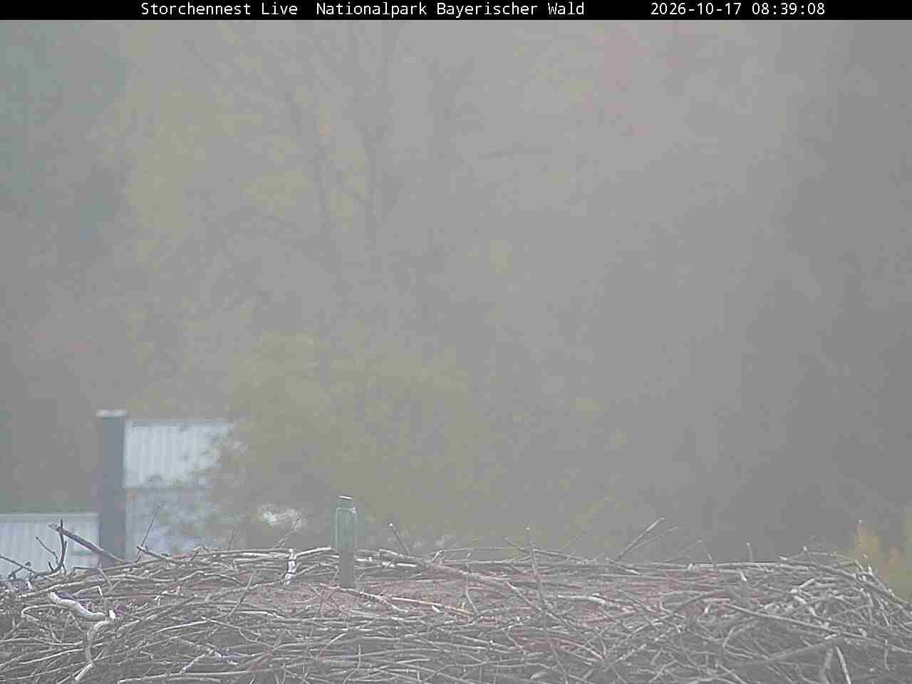 Archiv Foto Webcam Nationalpark Bayerischer Wald - Storchennest - Grafenau