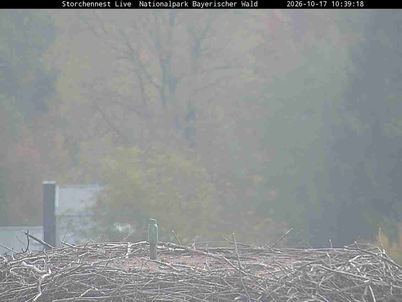 Archiv Foto Webcam Nationalpark Bayerischer Wald - Storchennest - Grafenau