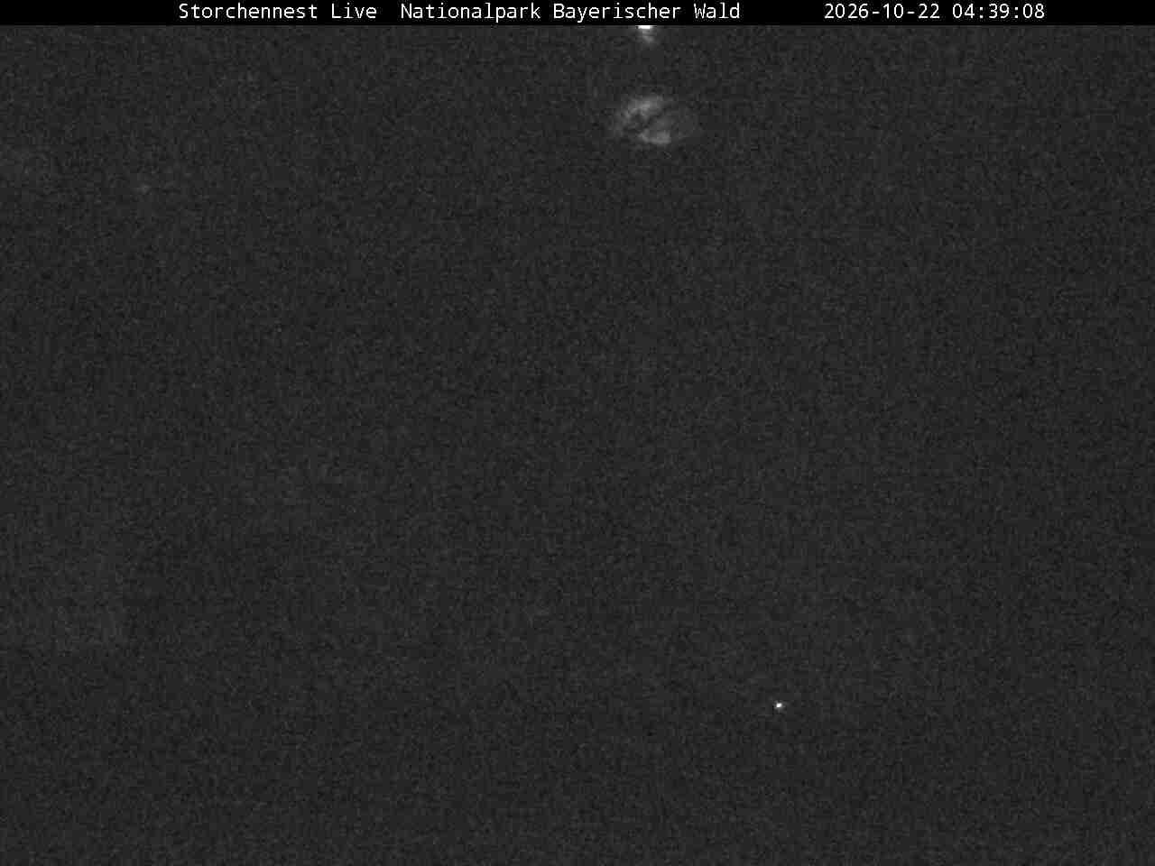 Archiv Foto Webcam Nationalpark Bayerischer Wald - Storchennest - Grafenau