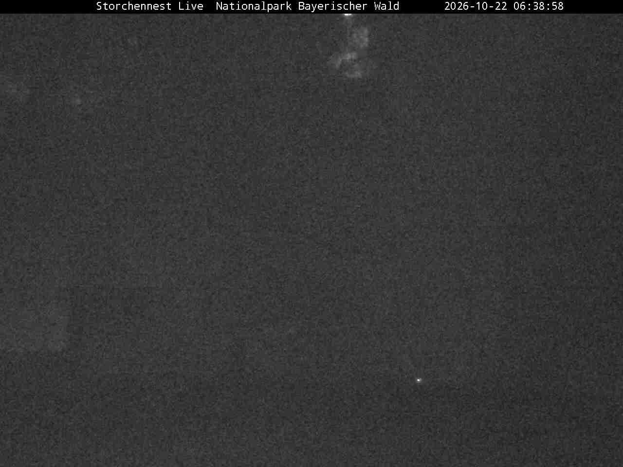 Archiv Foto Webcam Nationalpark Bayerischer Wald - Storchennest - Grafenau