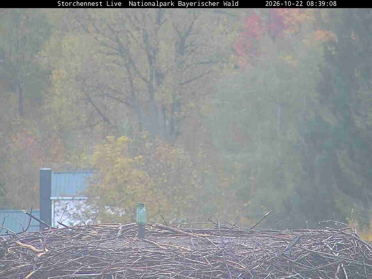 Archiv Foto Webcam Nationalpark Bayerischer Wald - Storchennest - Grafenau