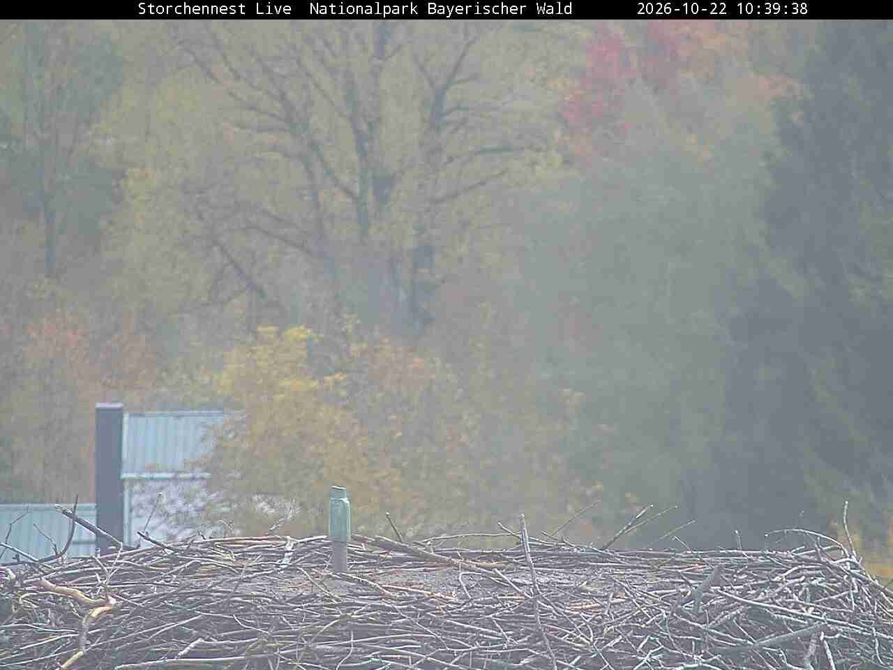 Archiv Foto Webcam Nationalpark Bayerischer Wald - Storchennest - Grafenau