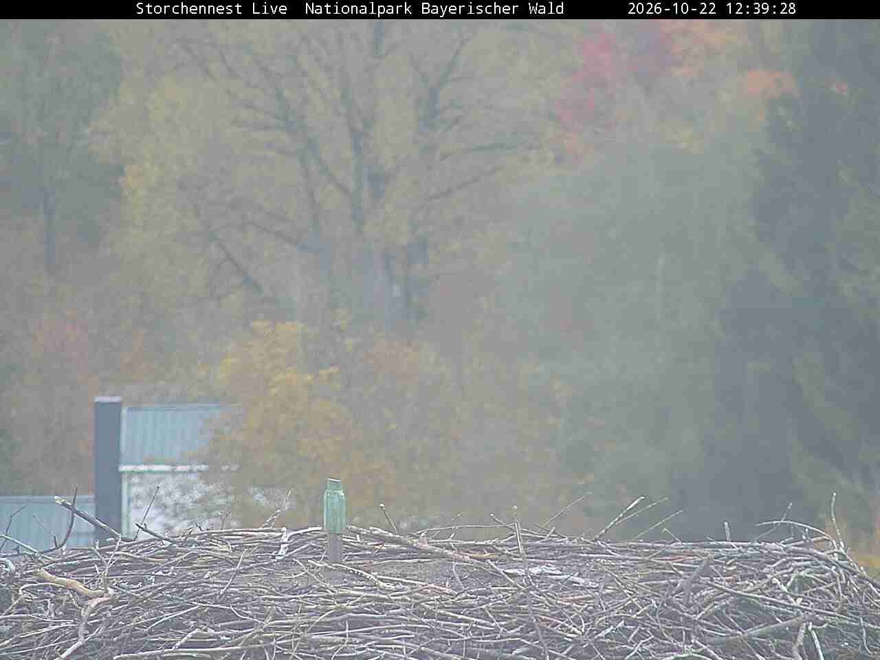 Archiv Foto Webcam Nationalpark Bayerischer Wald - Storchennest - Grafenau