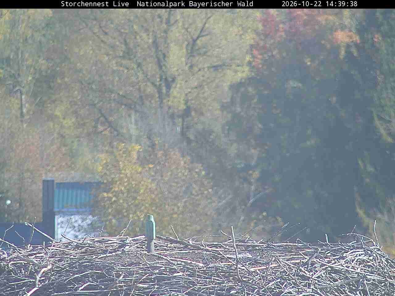 Archiv Foto Webcam Nationalpark Bayerischer Wald - Storchennest - Grafenau