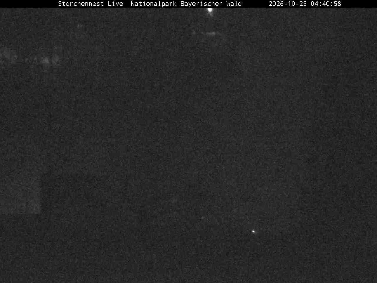 Archiv Foto Webcam Nationalpark Bayerischer Wald - Storchennest - Grafenau